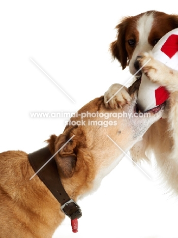 Springer Spaniel mix and Lurcher playing