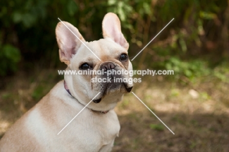 Head shot sitting French Bulldog  with greenery background.