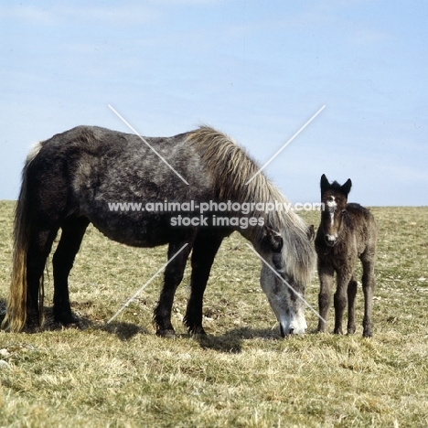 Maggie, Eriskay Pony with foal