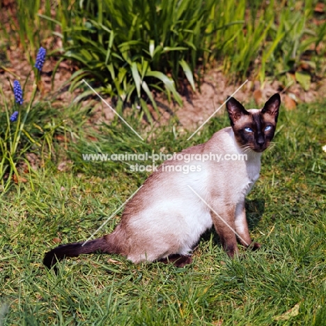 seal point siamese cat sitting in a garden