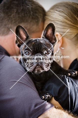 French Bulldog being cuddled by two people