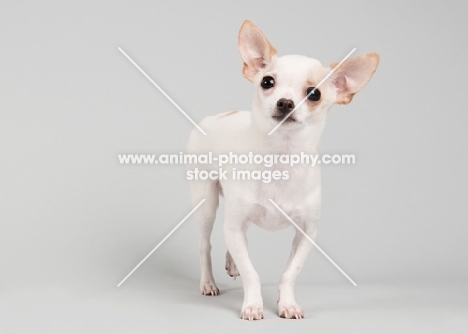 Fawn and white chihuahua standing on grey studio background, with ears up.