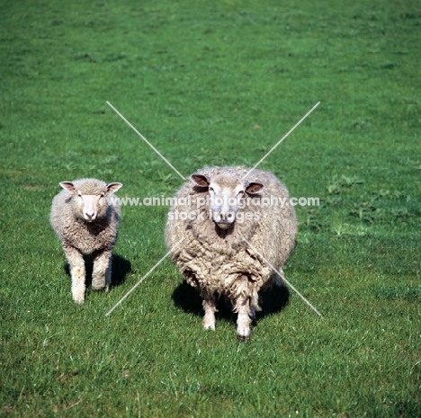 cotswold ewe and lamb in a field