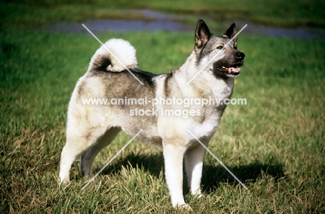 am ch eagle’s celestial charm, norwegian elkhound