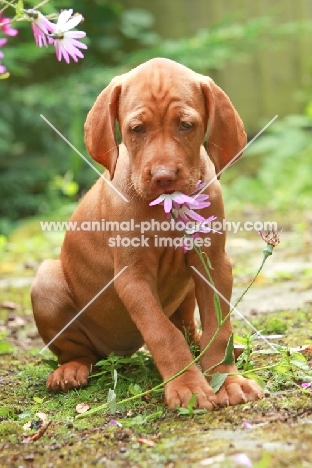 Vizsla puppy smelling flower