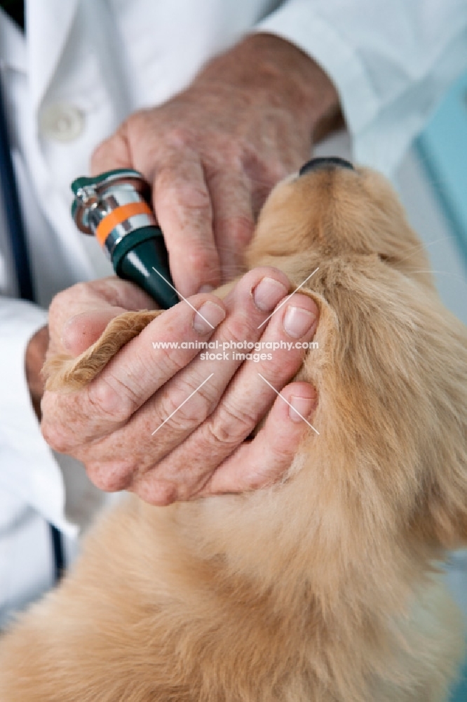 Golden Retriever puppy at the vets, checking ear