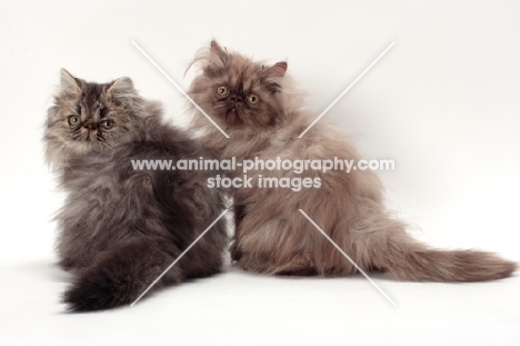 one brown tabby Persian with one chocolate smoke Persian
