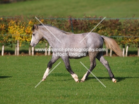 Welsh Mountain Pony walking