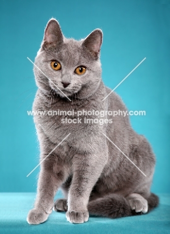 Chartreux sitting on bright blue background