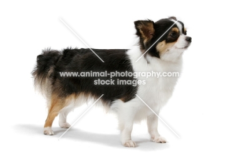 Champion Longhaired Chihuahua (tri-colour), side view