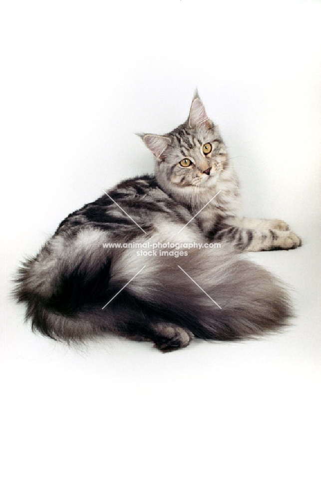 silver tabby Maine Coon lying down