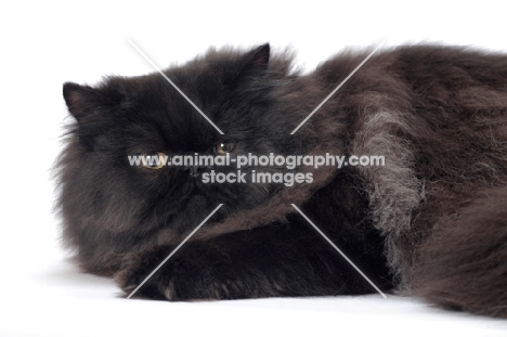 black persian cat, male resting