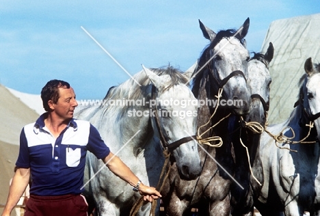 hungarian carriage driver with his team of four horses