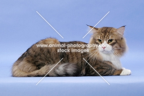 Brown Mackerel Tabby & White Norwegian Forest cat