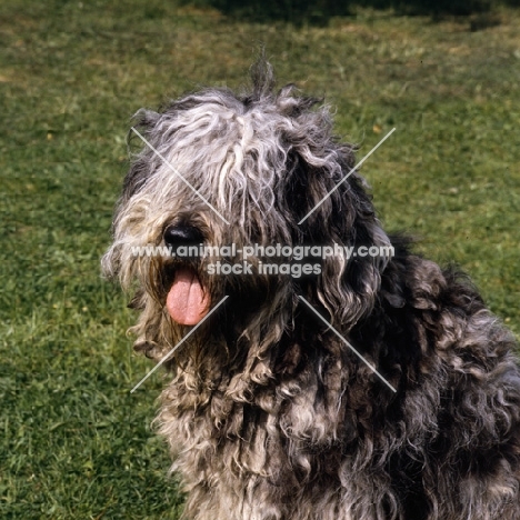 bergamasco head portait