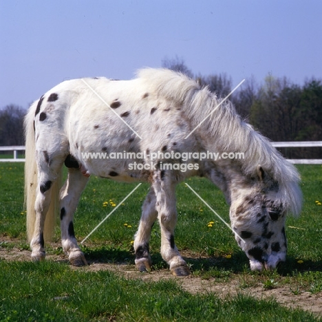 Falabella grazing