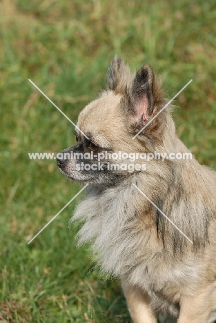 longhaired Chihuahua profile