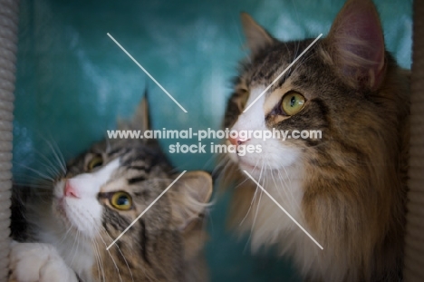 two norwegian forest cats