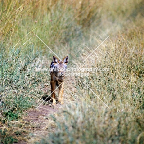 Black-backed Jackal walking down a path, serengeti np