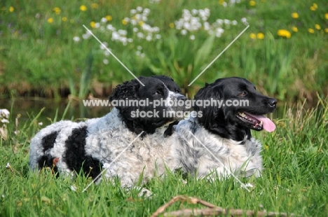 two black and white Wetterhound dogs
