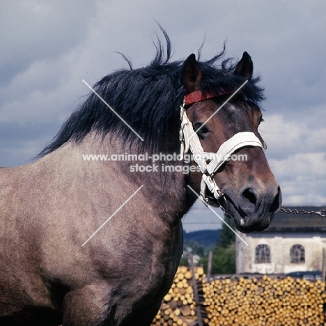 Avenir de Latour, Ardennais stallion, head and shoulders 