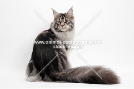 Maine Coon back view, Silver Classic Tabby colour, white background