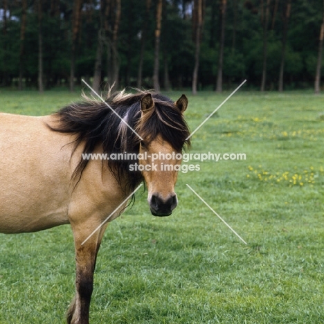 Dulmen pony looking at camera