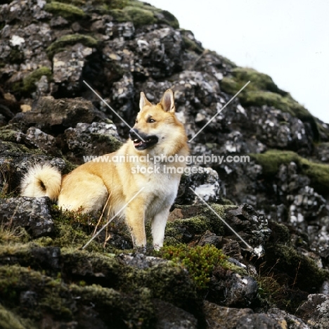 iceland dog on lava at gardabaer, iceland