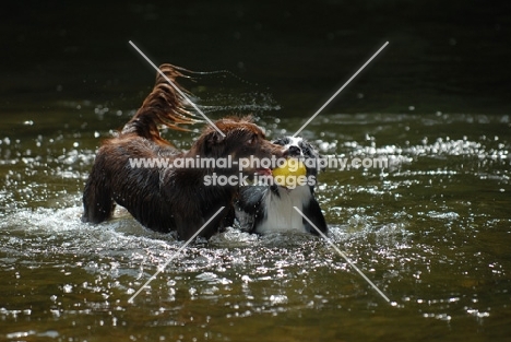 Australian shepherd dogs retrieving