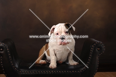 Bulldog sitting on seat and looking at camera