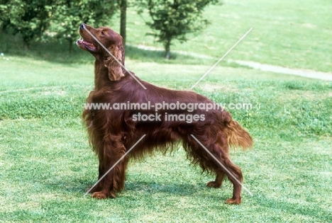 irish setter standing proudly