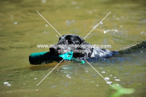 Flat Coated Retriever retrieving