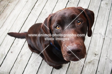 Chocolate Labrador on deck