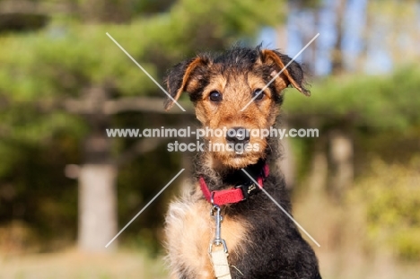 cute Airedale puppy looking at camera