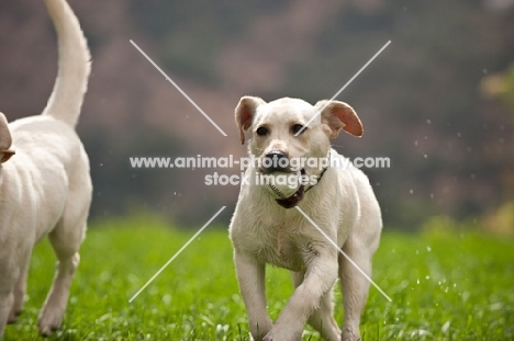 young Labrador Retriever with ball