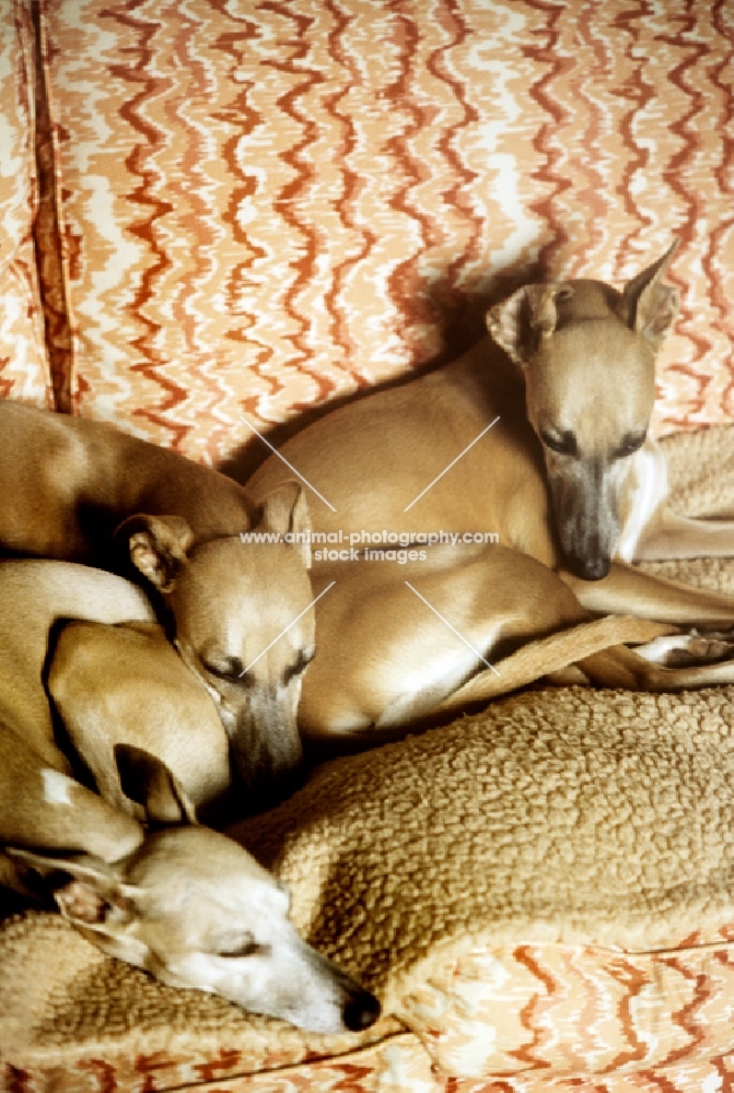 three whippets resting on a sofa