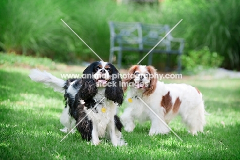 two cavalier king charles spaniels standing in grass