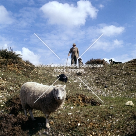 two border collies and a cross bred dog with shepherd working sheep