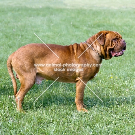 dogue de bordeaux standing on grass