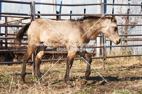 young shaggy Morgan Horse side view