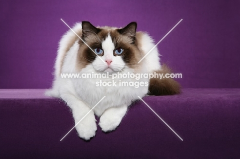 Ragdoll on purple background