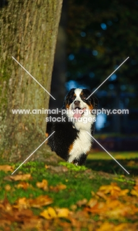 young Bernese Mountain Dog behind tree