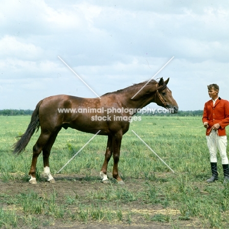 Don stallion with Russian handler, full body 