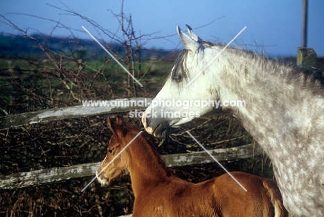 arab mare and foal looking out from their field