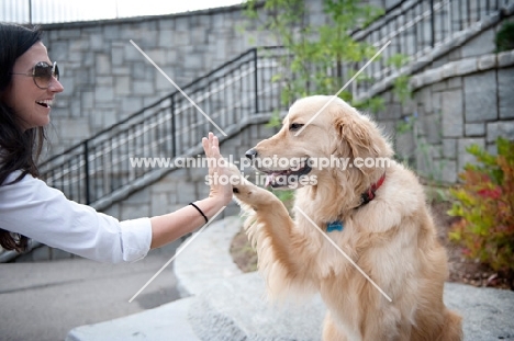 golden retriever giving owner high-five with paw up