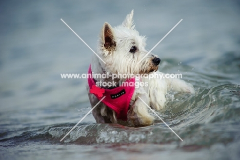 West Highland White Terrier