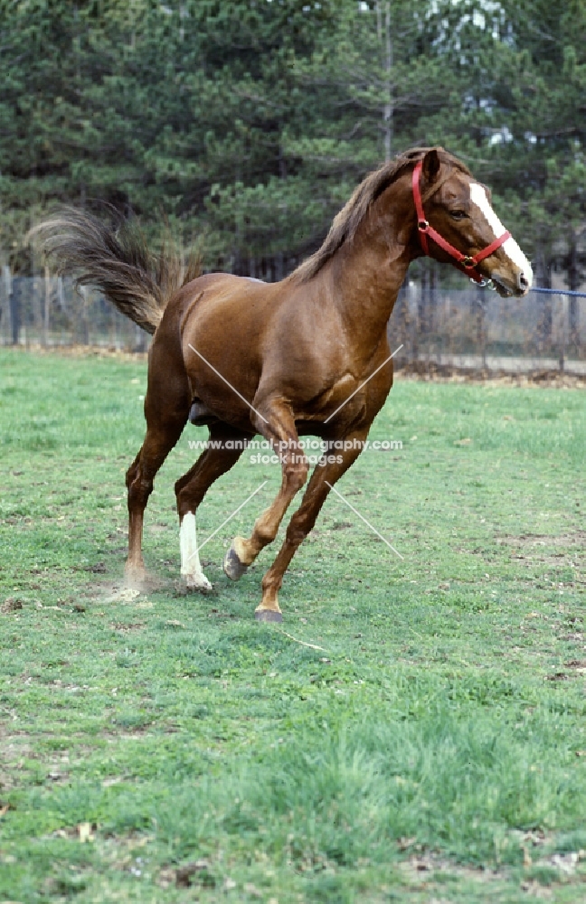 intrepido de granados, peruvian paso stallion