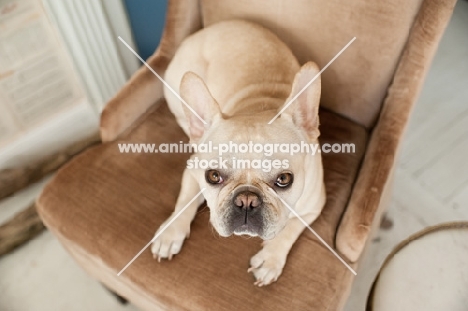 French Bulldog on brown chair looking up.