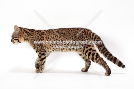 Geoffroy's cat side view, Golden Spotted Tabby