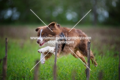 happy red bicolor australian shepherd running in a field